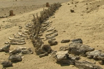 Když byla Sahara zelená aneb příběh největší pouště světa Když byla Sahara zelená aneb příběh největší pouště světa