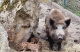 V Zoo Děčín se narodilo sedm selátek divočáka