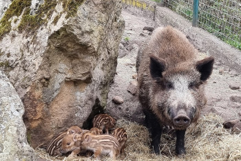V Zoo Děčín se narodilo sedm selátek divočáka V Zoo Děčín se narodilo sedm selátek divočáka