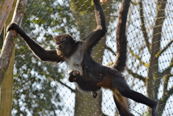 Zoo Děčín: Stanovištní soutěž Zoo Děčín: Stanovištní soutěž