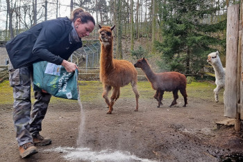 Zoo Děčín přijímá preventivní opatření proti kulhavce a slintavce Zoo Děčín přijímá preventivní opatření proti kulhavce a slintavce